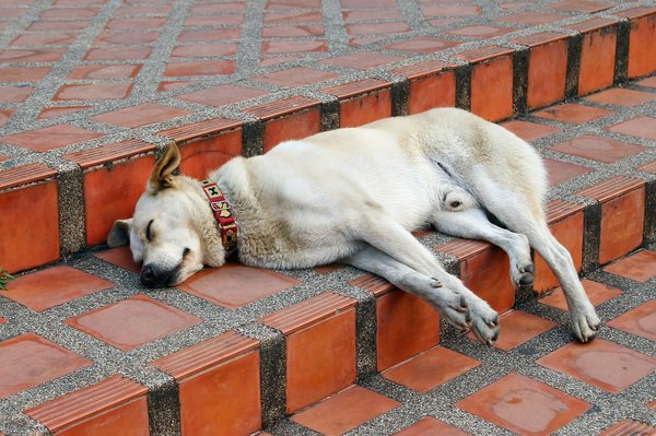Goodflair: médaille connectée pour animaux perdus